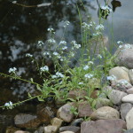 Forget Me Not